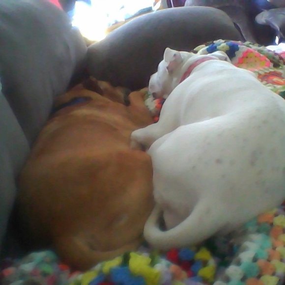 Meet your Posher, Cindy - Picture 1 of 1